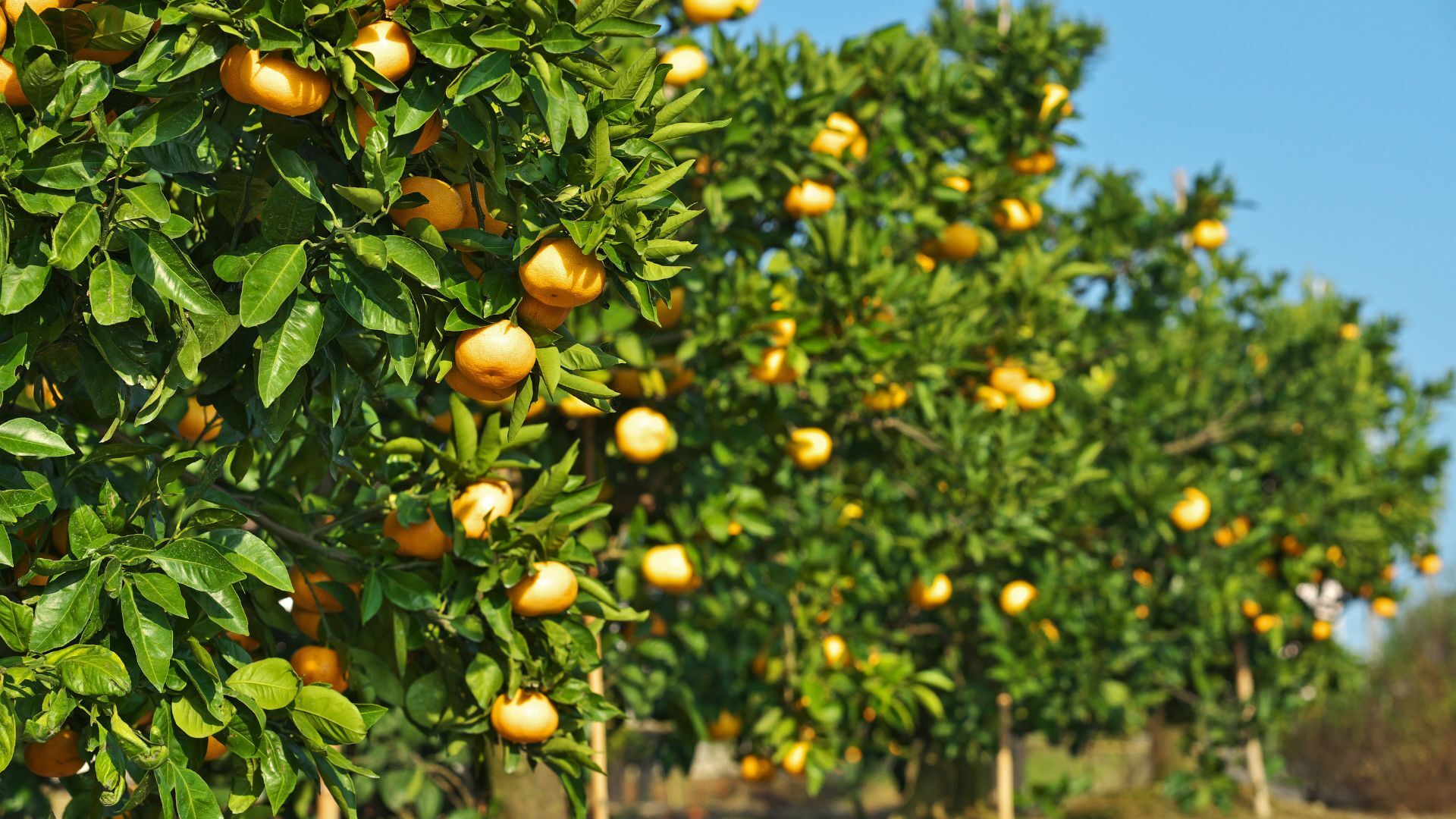 Estrategias Nutricionales para la Maduración de Cítricos: Claves para Mejorar Calidad y Rentabilidad