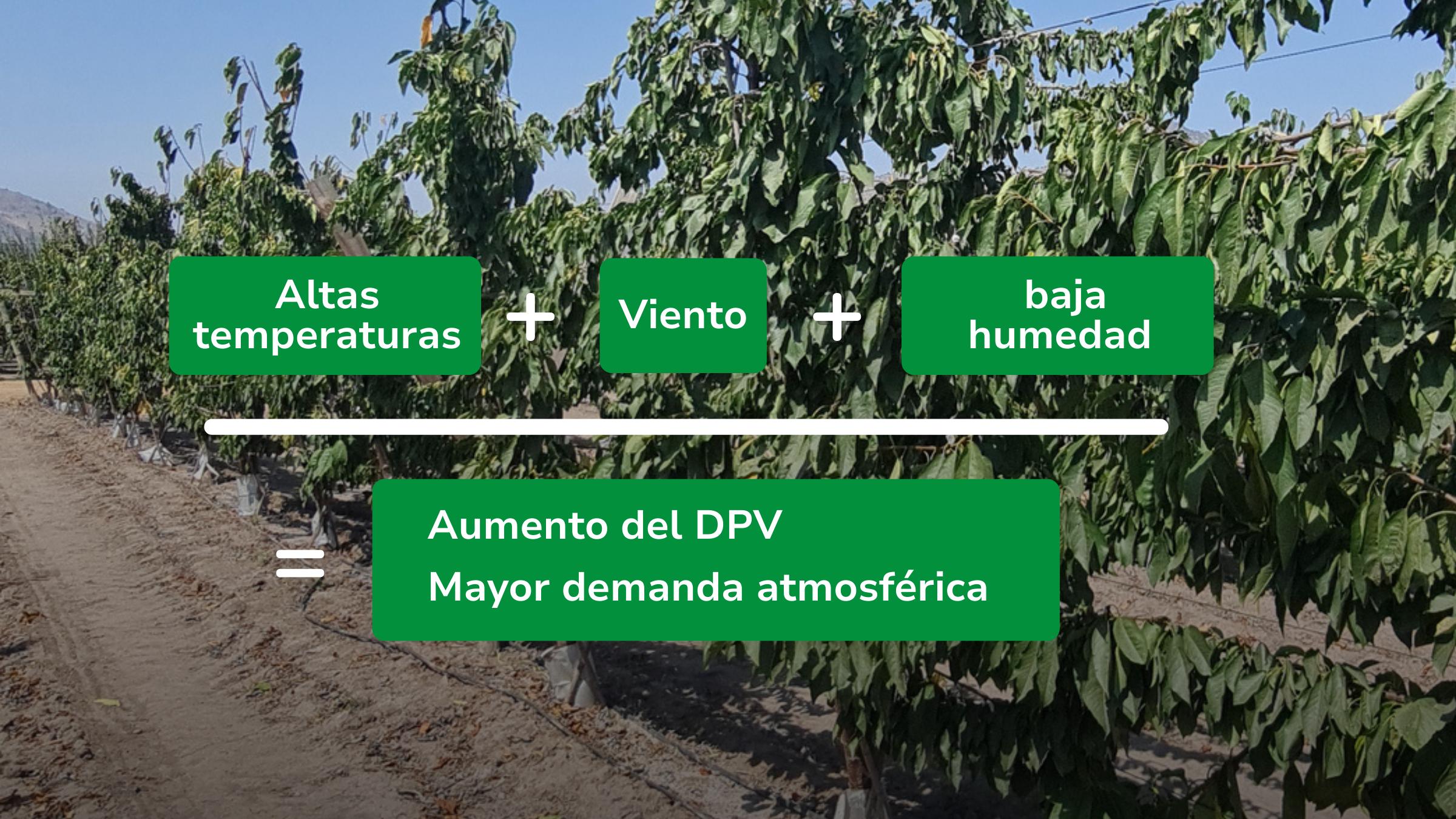Relevancia de la nutrición y del monitoreo del estado nutricional del huerto bajo condiciones de alta temperatura y demanda hídrica atmosférica.