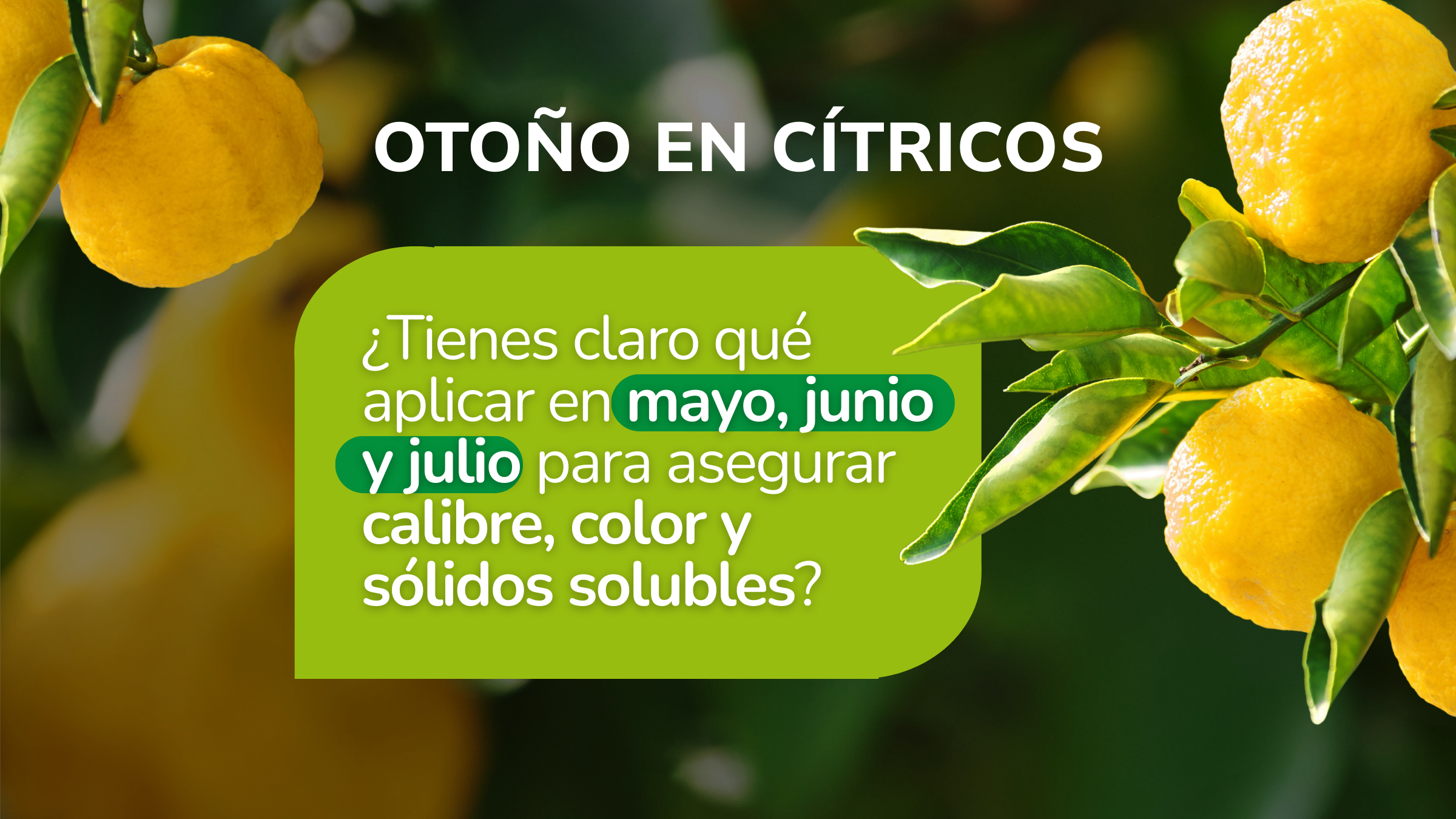 Estrategias Nutricionales para la Maduración de Cítricos: Claves para Mejorar Calidad y Rentabilidad