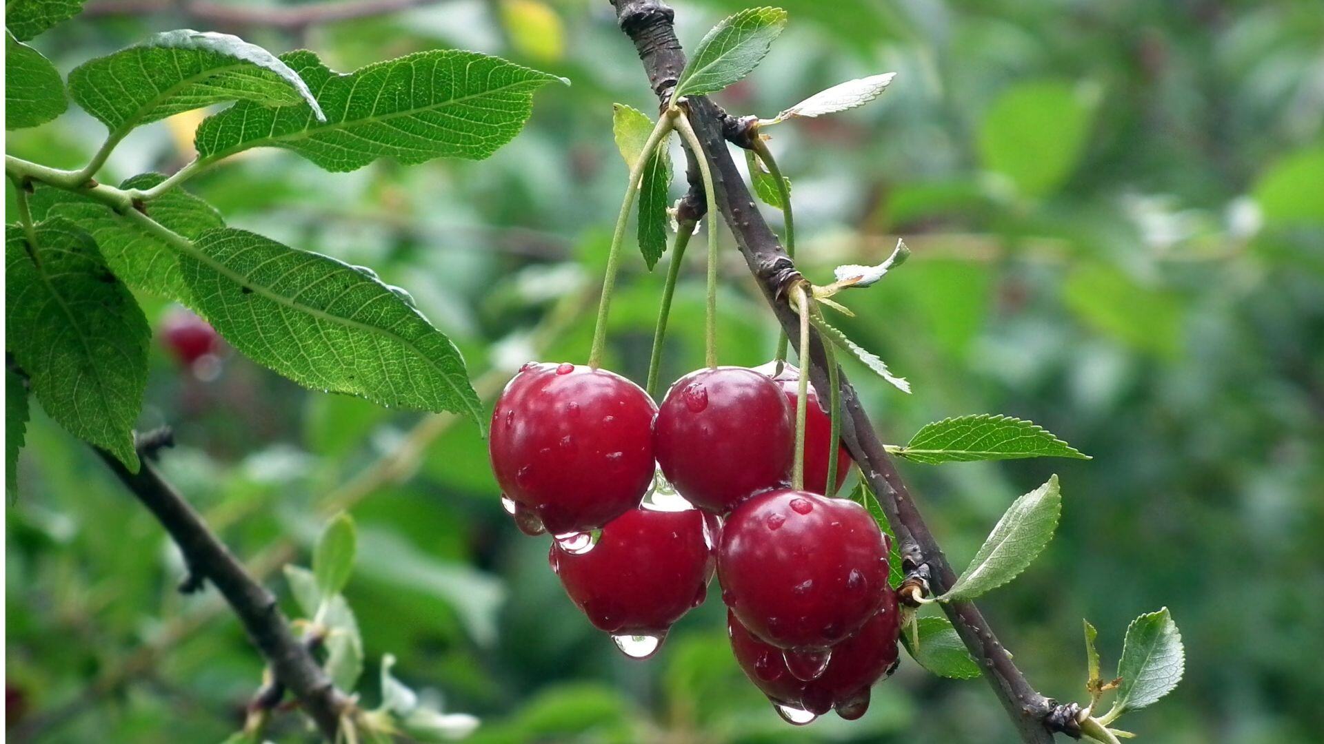 Quick-Sol® El producto clave para fruta de calidad