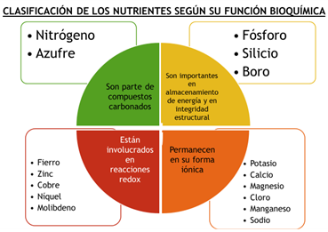 Clasificación-de-los-nutrientes-y-su-funcion