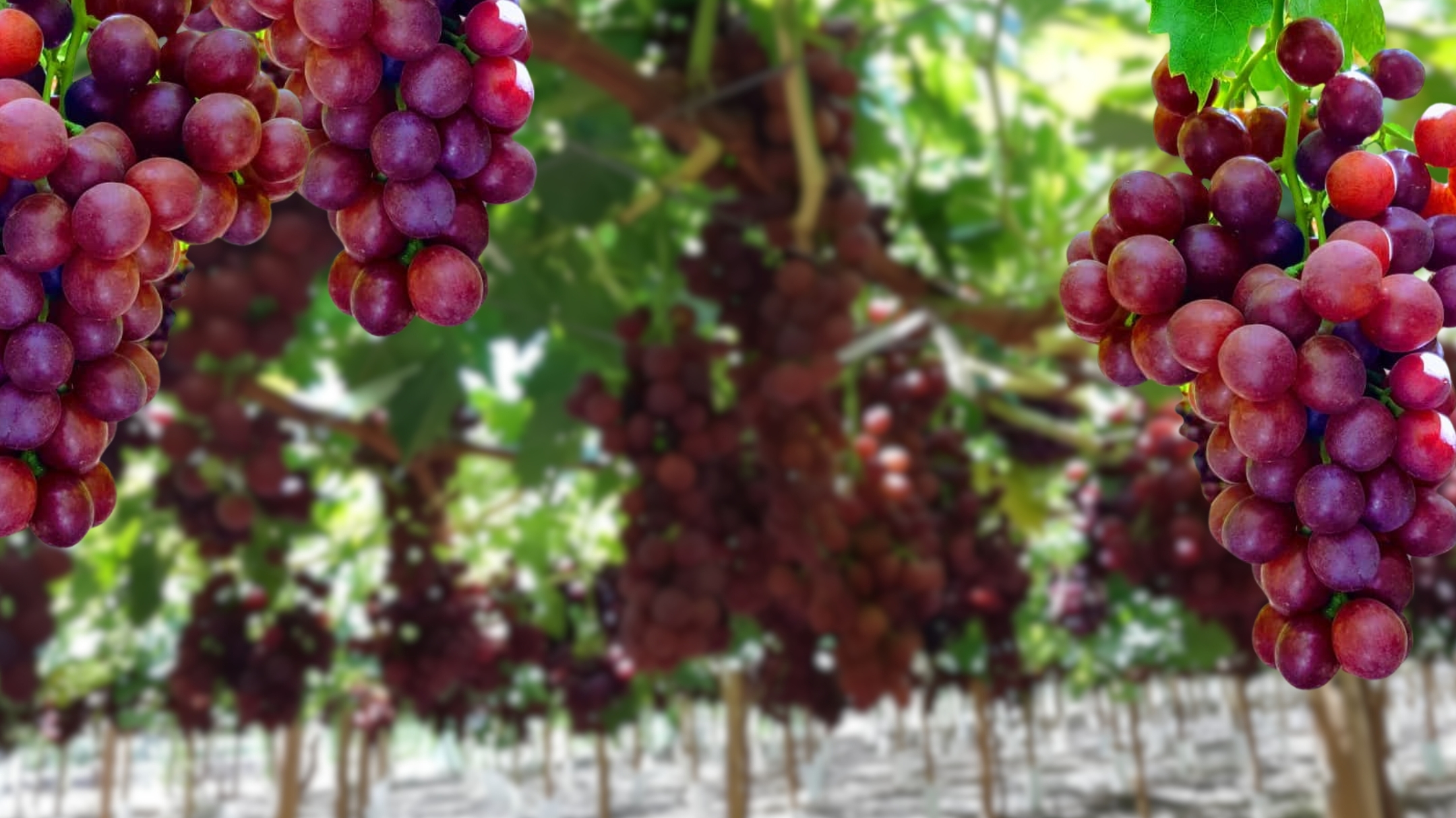 La importancia de las auxinas en la conexión vascular pedicelo–baya en uva de mesa