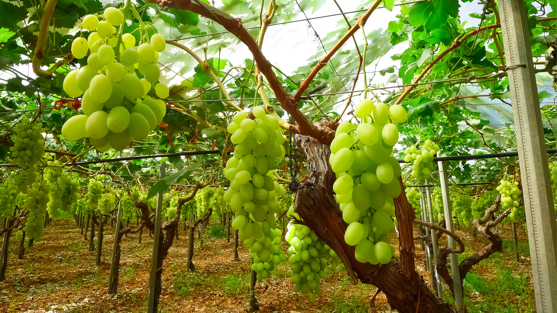 Manejo pre y pos lluvia en uva de mesa en etapa de maduración y cosecha