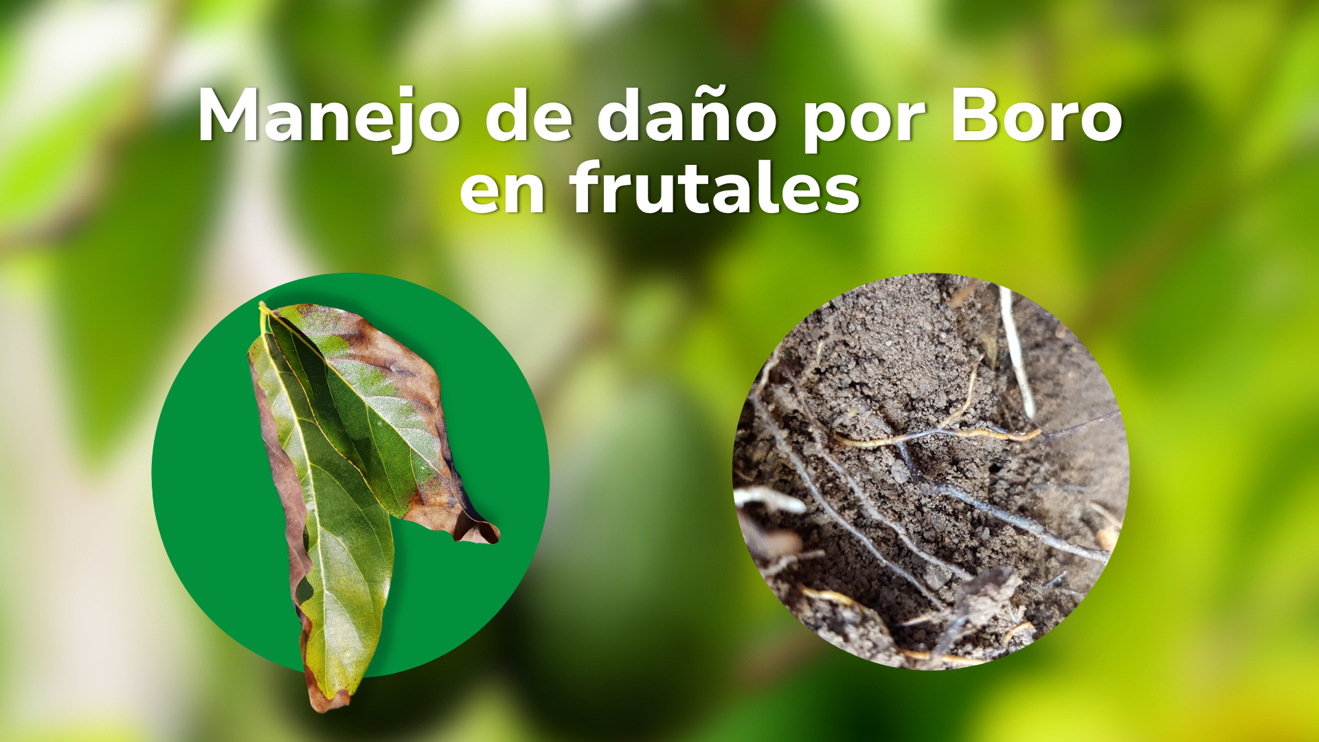 Manejo del exceso de boro en sistemas frutales: fundamentos, diagnóstico y estrategias de intervención
