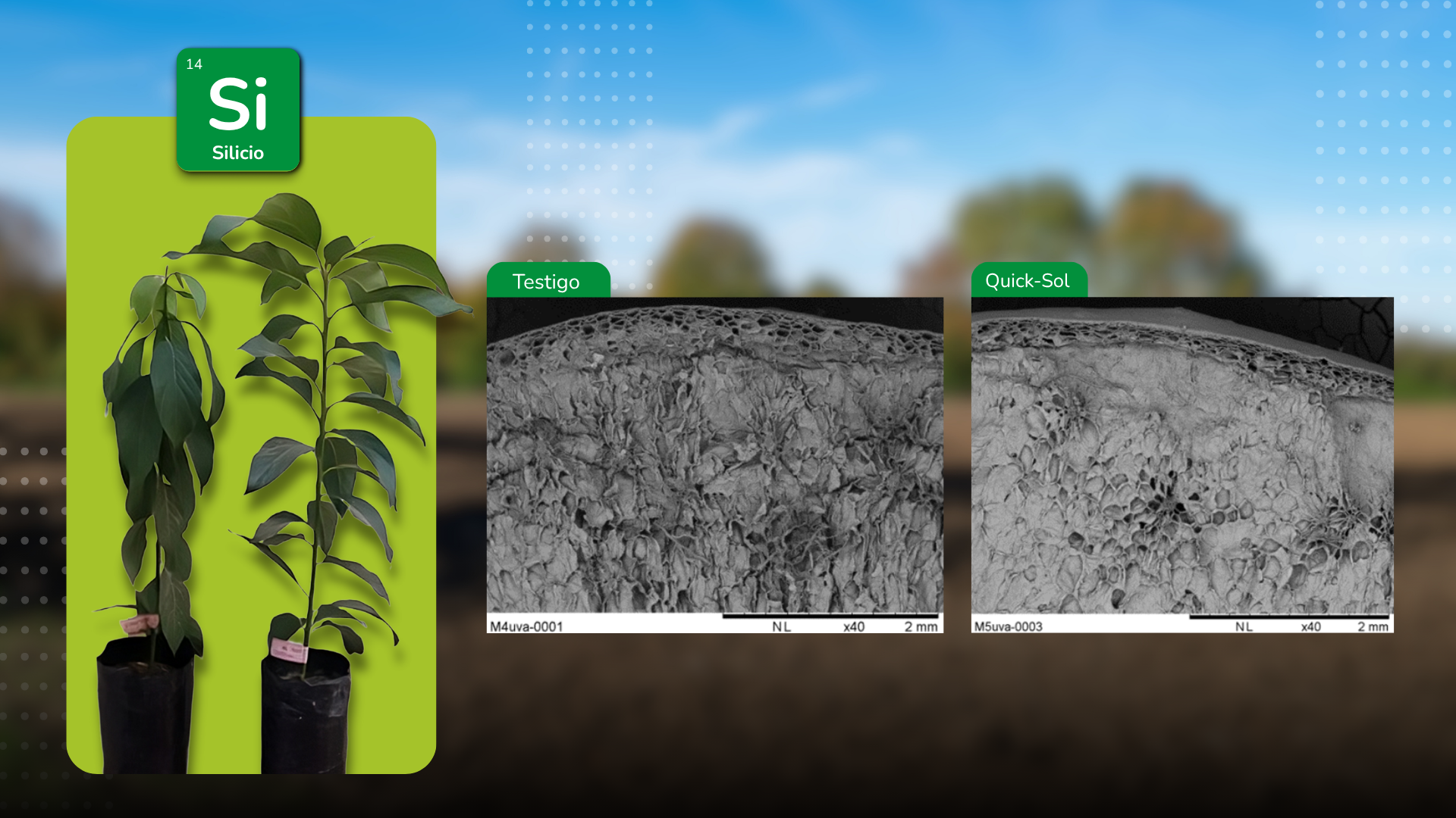 Del Nitrógeno al Silicio: un cambio de paradigma en la agricultura del siglo XXI