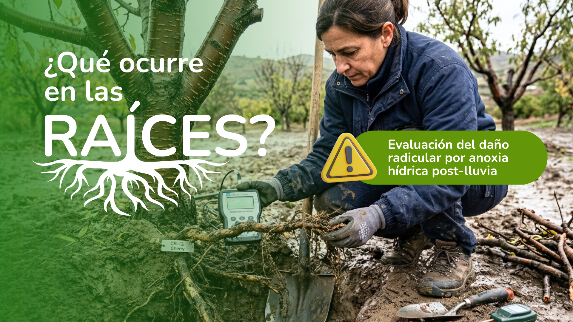¿Qué ocurre en las raíces cuando el suelo permanece saturado o inundado durante el invierno?