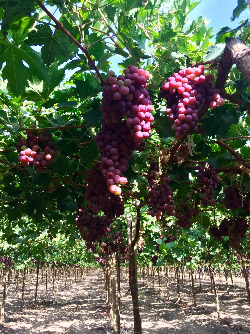 Consideraciones y Manejos Determinantes en la Calidad de Fruta