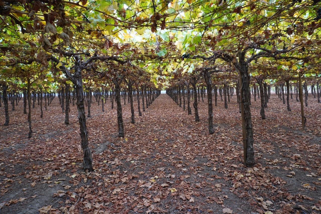 Manejos de Suelo y Bioestimulación de Otoño: Estrategias para Optimizar el Potencial del Huerto