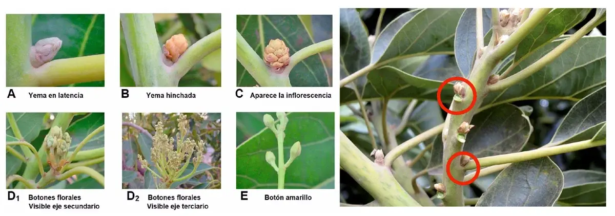 El análisis de yemas en palto (Persea americana): una herramienta para evaluar reservas de almidón y estimar productividad